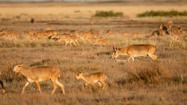 Troupeau saiga